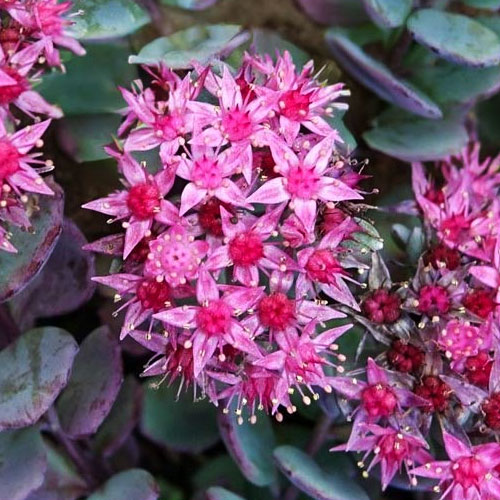 Седум-Bertram-Anderson