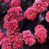 Седум-Black-Beauty