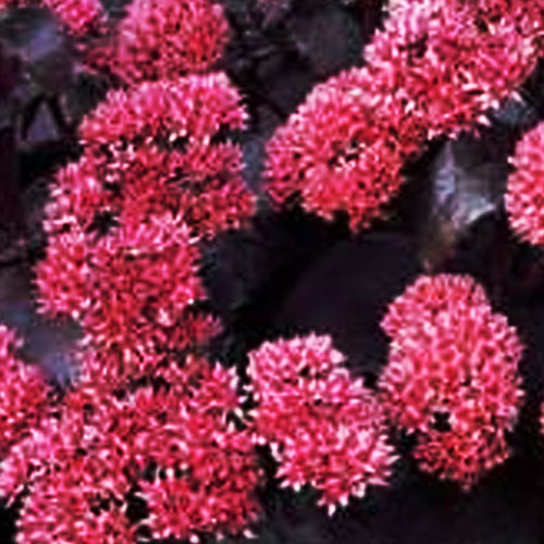 Седум-Black-Beauty