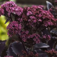 Седум-Black-Jack