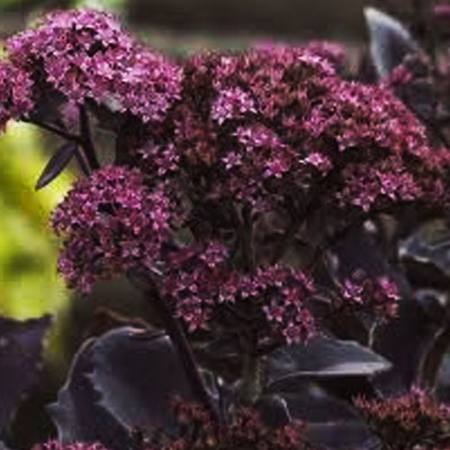 Седум-Black-Jack