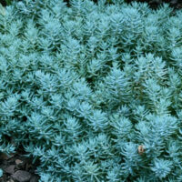 Седум-Blue-Spruce