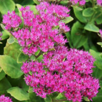 Седум-Brilliant