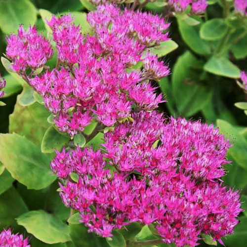 Седум-Brilliant