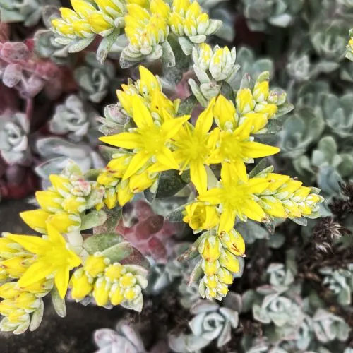 Седум-Cape-Blanco