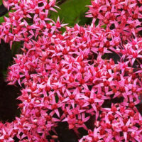 Седум-Cloud-Walker