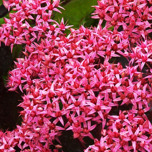 Седум-Cloud-Walker