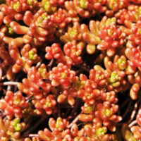 Седум-Coral-Carpet