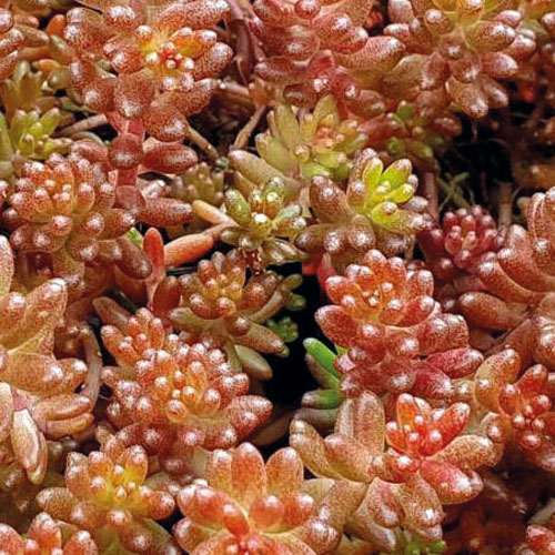 Седум-Coral-Carpet