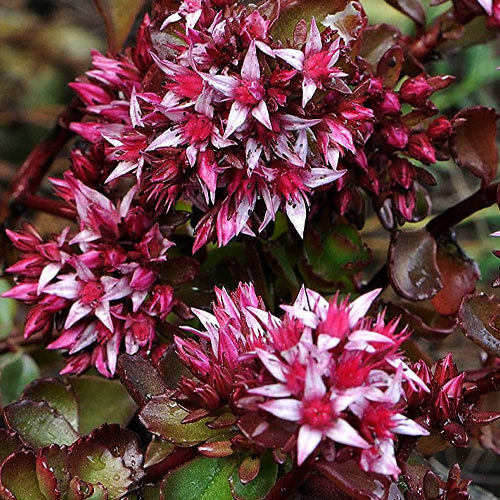 Седум-Dragon’s-Blood