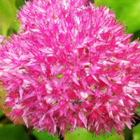 Седум-Hot-Stuff