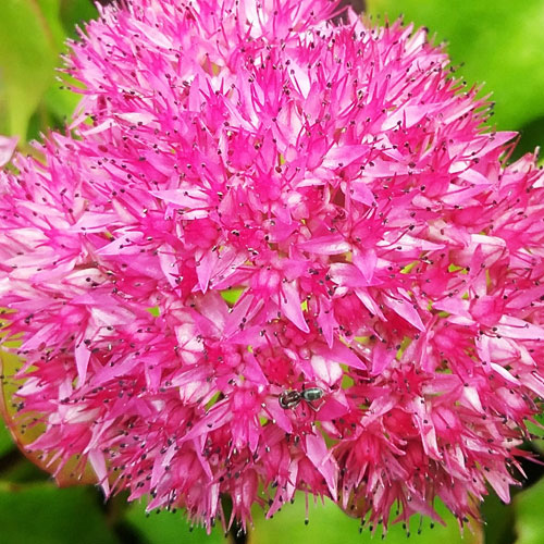 Седум-Hot-Stuff