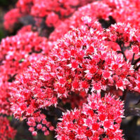 Седум-Jose-Aubergine