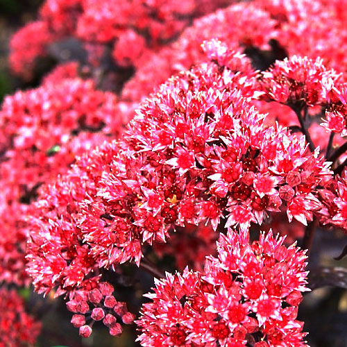 Седум-Jose-Aubergine