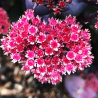 Седум-Karfunkelstein