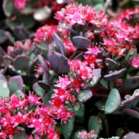 Седум-Lidakense