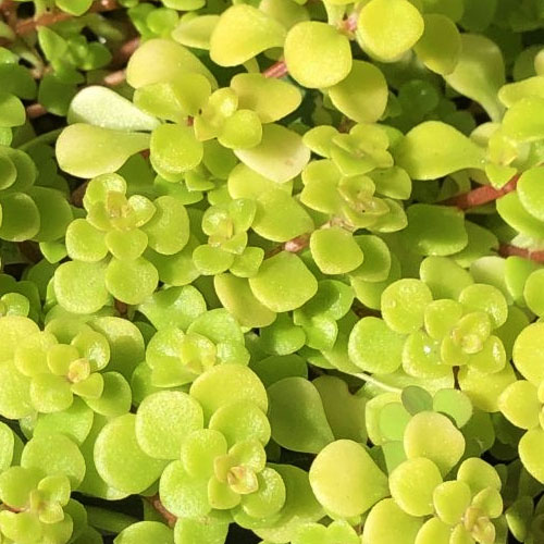 Седум-Makinoi-Yellow