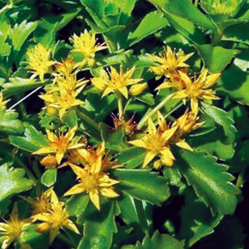 Седум-Middendorffiana