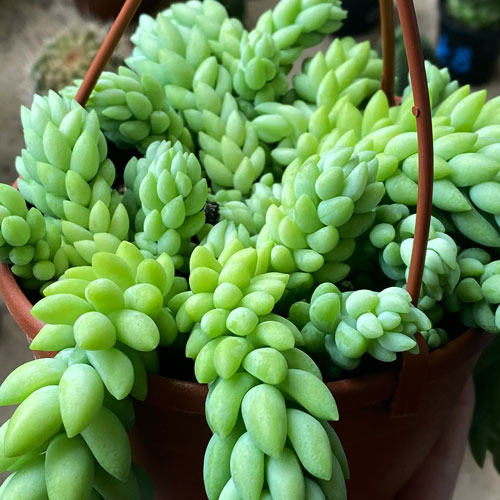 Седум-Morganianum