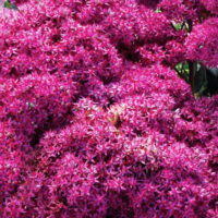 Седум-Mr.Goodbud