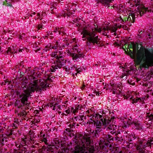 Седум-Mr.Goodbud