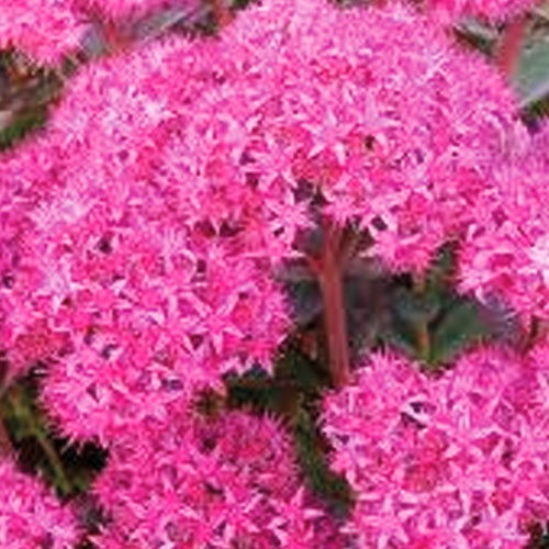 Седум-Munstead-Dark-Red-саджанець