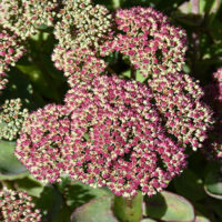 Седум-Pool-Party