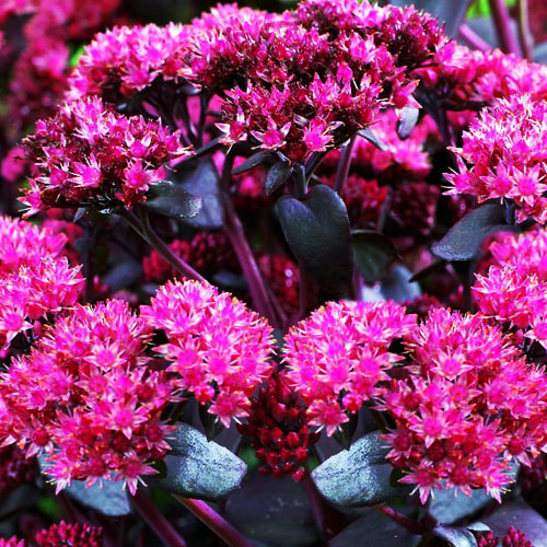 Седум-Purple-Emperor