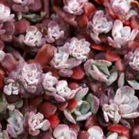 Седум-Purpureum