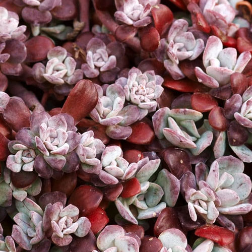 Седум-Purpureum