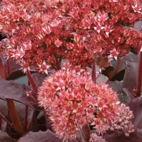 Седум-Raspberry-Truffle