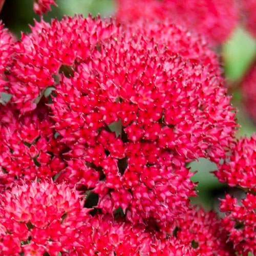 Седум-Red-Cauli