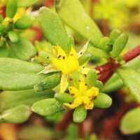 Седум-Salsa-Verde