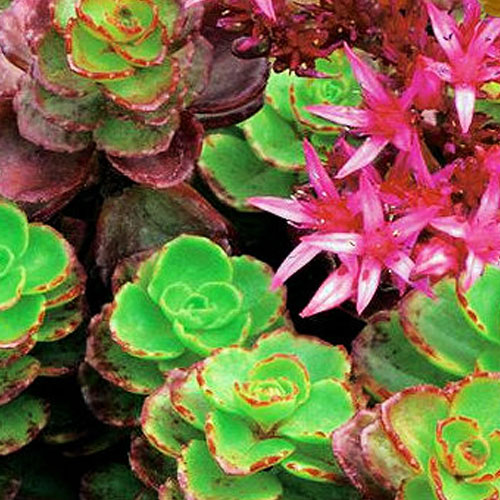 Седум-Schorbuser-Blut