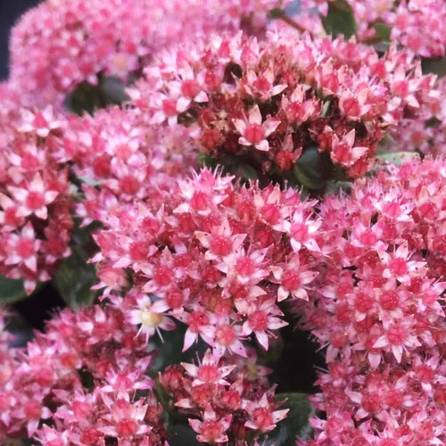 Седум-Seduction-Brown-Red