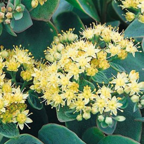 Седум-Seduction-Green-Yellow