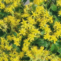 Седум-Selskianum