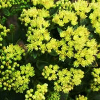 Седум-Sunkissed