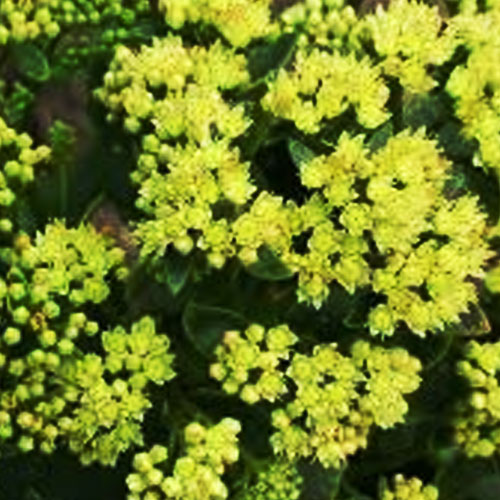 Седум-Sunkissed