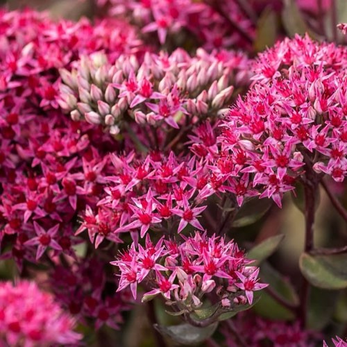 Седум-Thunderhead