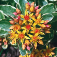 Седум-Variegatum