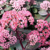 Седум-Vera-Jameson