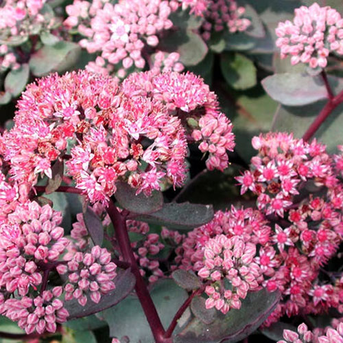 Седум-Vera-Jameson