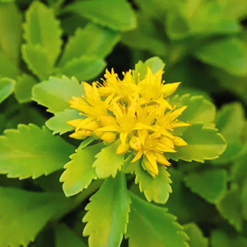 Седум-Weihenstephaner-Gold