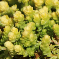 Седум-Yellow-Queen