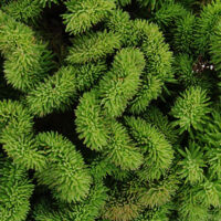 Седум-відігнутий-Cristatum