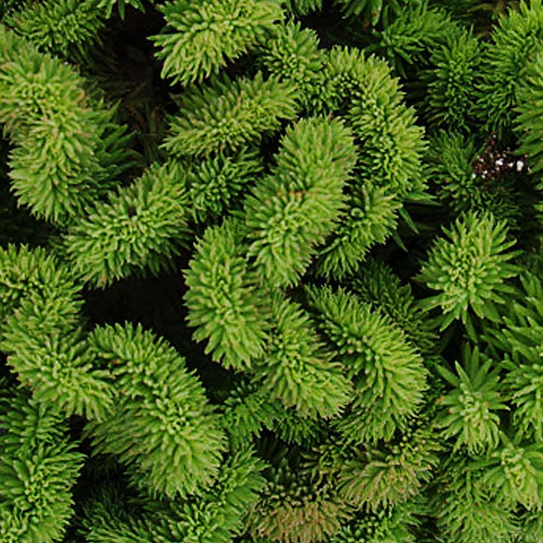 Седум-відігнутий-Cristatum