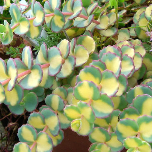 Седум-зіболда-Mediovariegatum