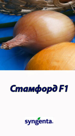 Stamford-F1-gibrid-luka-Syngenta