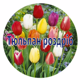 Тюльпани від 25 шт